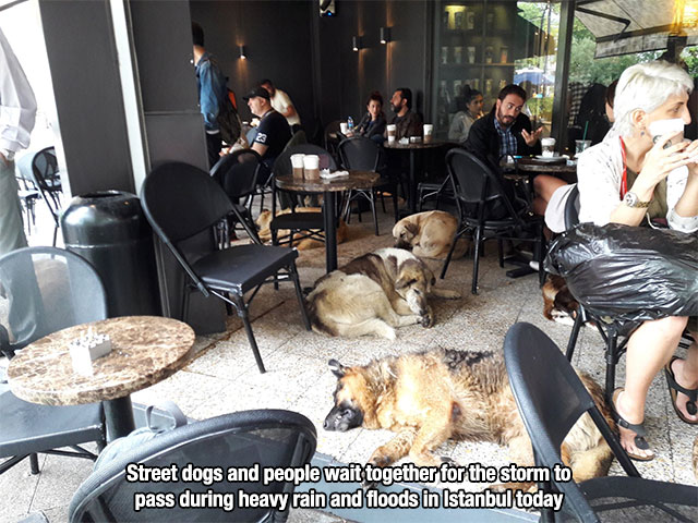 Pic of street dogs and humans staying dry in a cafe in Istanbul