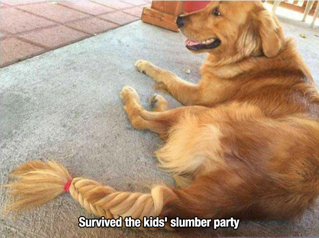 Cute pic of a golden retriever dog that survived a slumber party and has a ponytail on his tail.