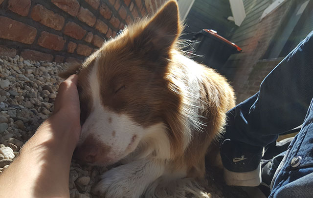 Cute pic of a very happy dog sleeping with on owner's hand.
