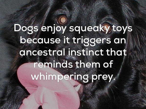 photo caption - Dogs enjoy squeaky toys because it triggers an ancestral instinct that reminds them of whimpering prey.