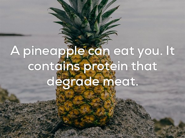 cool pineapple background - A pineapple can eat you. It contains protein that degrade meat.
