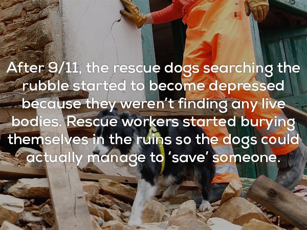 photo caption - After 911, the rescue dogs searching the rubble started to become depressed because they weren't finding any live _bodies. Rescue workers started burying themselves in the ruins so the dogs could actually manage to 'save' someone.