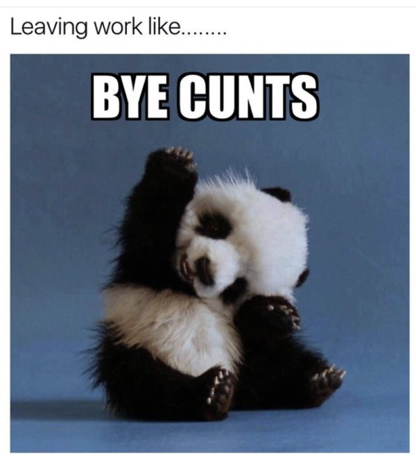 cutie panda bear cute - Leaving work ........ Bye Cunts