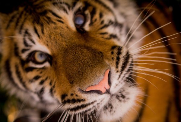 There are more tigers in captivity in the state of Texas than there are in the wild on all of Earth.