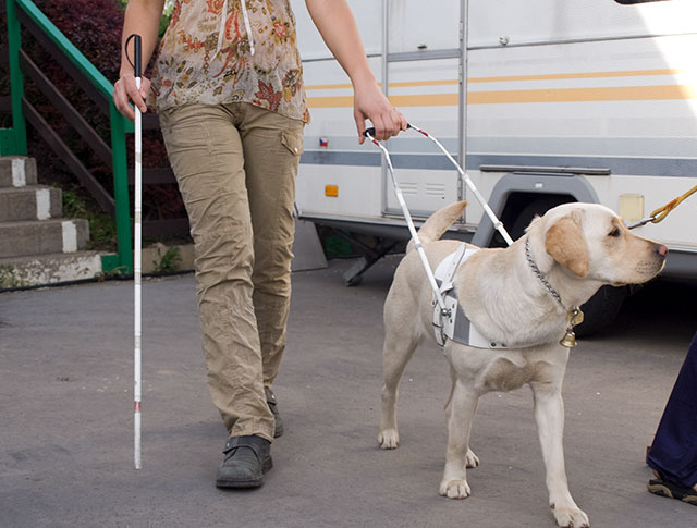Intelligent disobedience occurs when a service animal trained to help a disabled person goes directly against the owner’s instructions in an effort to make a better decision. This behavior is a part of the dog’s training and is central to a service animal’s success on the job.

When a blind person wishes to cross a street and issues an instruction to the assistance dog to do so, the dog should refuse to move when such an action would put the person in harm’s way.
The animal understands that this contradicts the learned behavior to respond to the owner’s instructions: instead it makes an alternative decision because the human is not in a position to decide safely.
The dog in this case has the capacity to understand that it is performing such an action for the welfare of the person.
In another example, a blind person must communicate with the animal in such a way that the animal can recognize that the person is aware of the surroundings and can safely proceed. If a blind person wishes to descend a staircase, an animal properly trained to exhibit intelligent disobedience will refuse to move unless the person issues a specific code word or command that lets the animal know the person is aware they are about to descend stairs.
This command will be specific for staircases, and the animal will not attribute it to stepping off a curb or up onto a sidewalk or stoop. In a similar circumstance, if the person believes they are in front of a step and they wish to go down, but they are in fact standing in front of a dangerous precipice (for example, a loading dock or cliff), the animal will refuse to proceed.