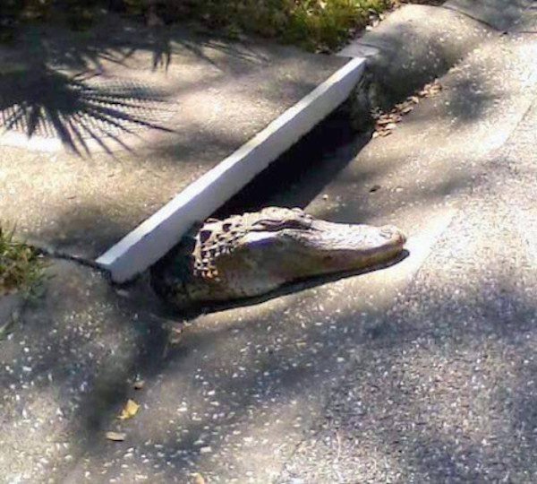 alligators in the sewer