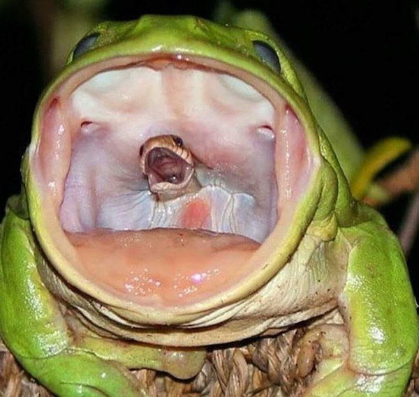 snake in frog's mouth