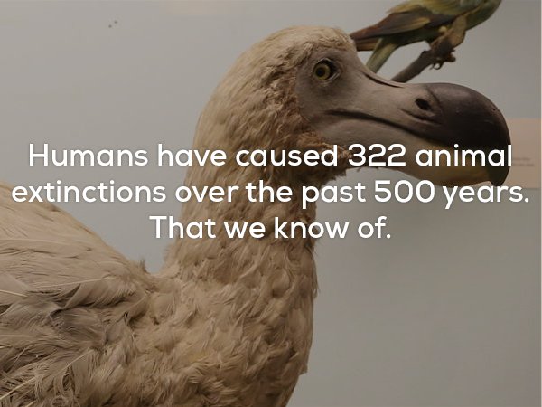 extinct birds africa - Humans have caused 322 animal extinctions over the past 500 years. That we know of.
