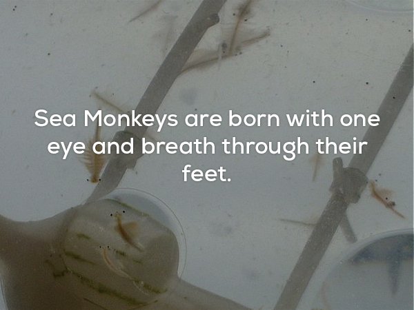 water - Sea Monkeys are born with one eye and breath through their feet.