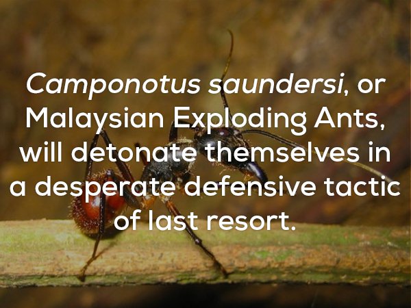 photo caption - Camponotus saundersi, or Malaysian Exploding Ants, will detonate themselves in a desperate defensive tactic of last resort.