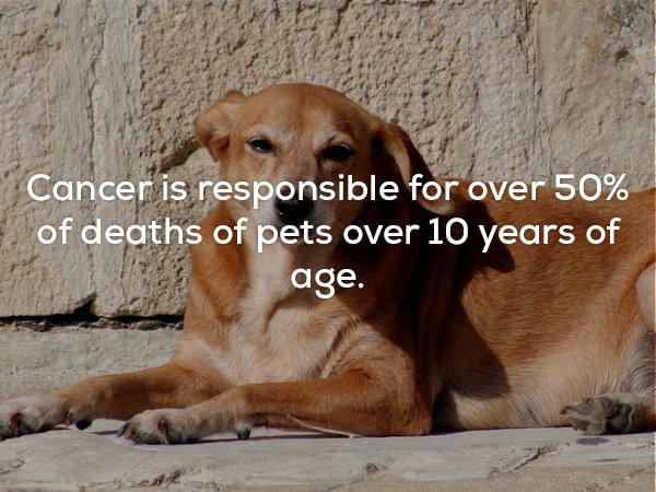 street dog - Cancer is responsible for over 50% of deaths of pets over 10 years of age.