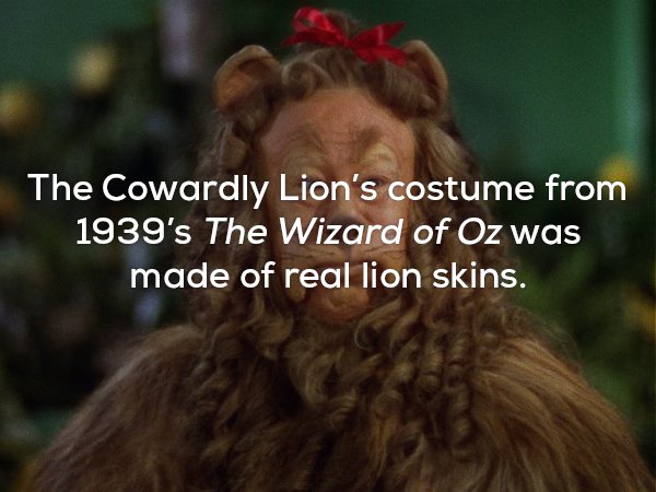 cowardly lion - The Cowardly Lion's costume from 1939's The Wizard of Oz was made of real lion skins.