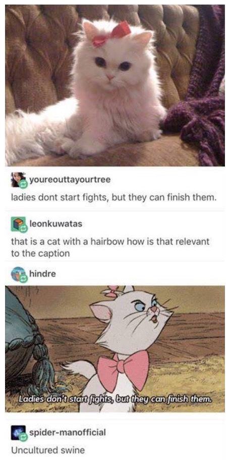 tumblr - ladies don t start fights they finish them - youreouttayourtree ladies dont start fights, but they can finish them. leonkuwatas that is a cat with a hairbow how is that relevant to the caption Chindre Ladies don't start fights, but they can finis