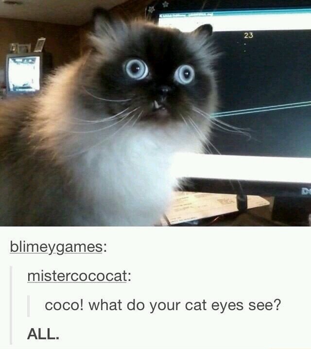 tumblr - do your cat eyes see - blimeygames mistercococat coco! what do your cat eyes see? All.