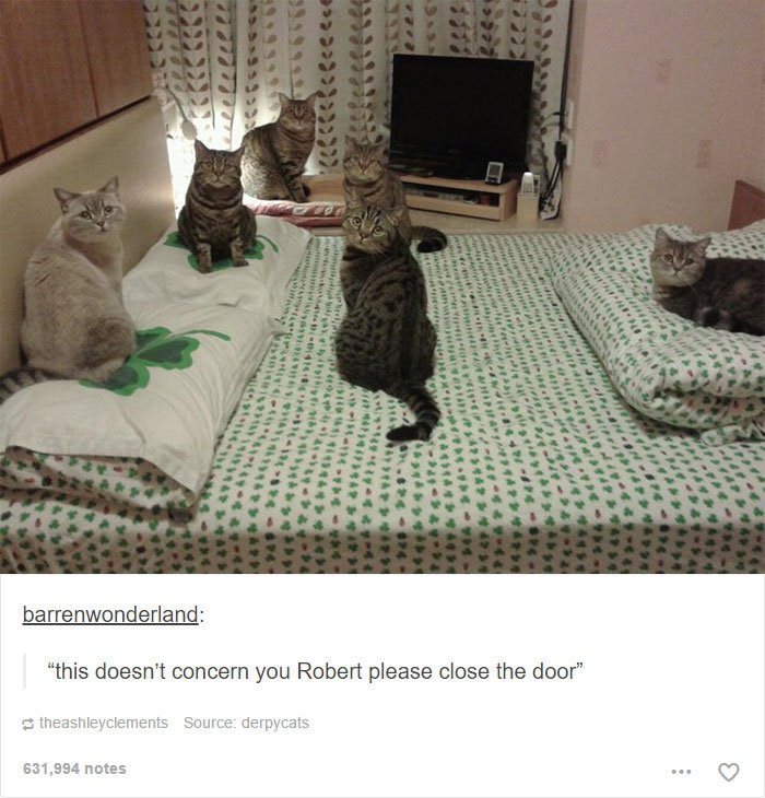 tumblr - funny cat - 631,994 notes theashleyclements Source derpycats barrenwonderland Oss sss O "this doesn't concern you Robert please close the door" 16 . fete Ssss rature Re Panevis Here Parii . WiFi Nnnnnn . . . . . . .