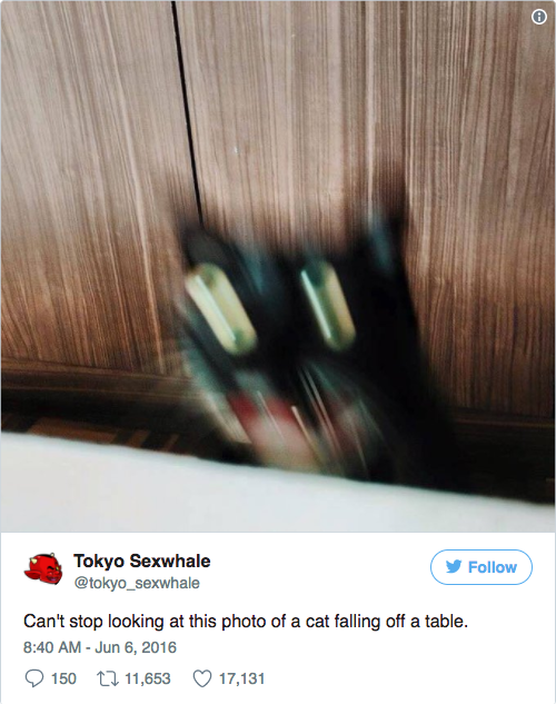 falling cat funny - Tokyo Sexwhale Can't stop looking at this photo of a cat falling off a table. 150 12 11,653 17,131