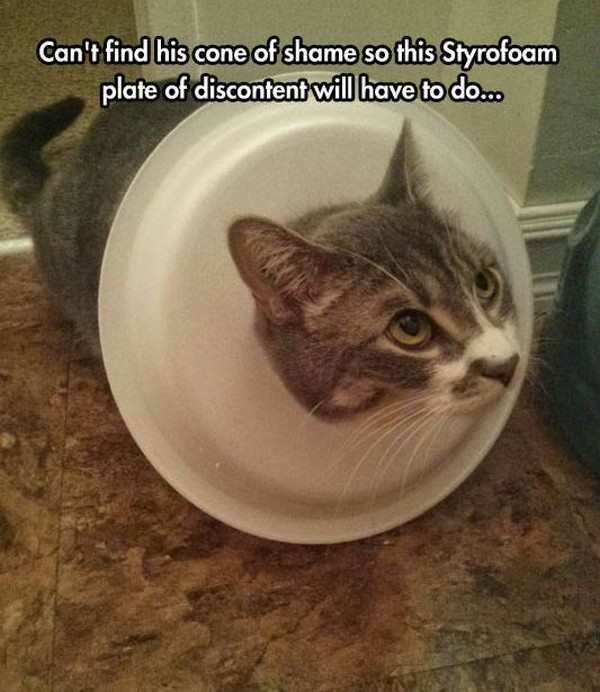 fail cone of shame cat meme - Can't find his cone of shame so this Styrofoam plate of discontent will have to do...