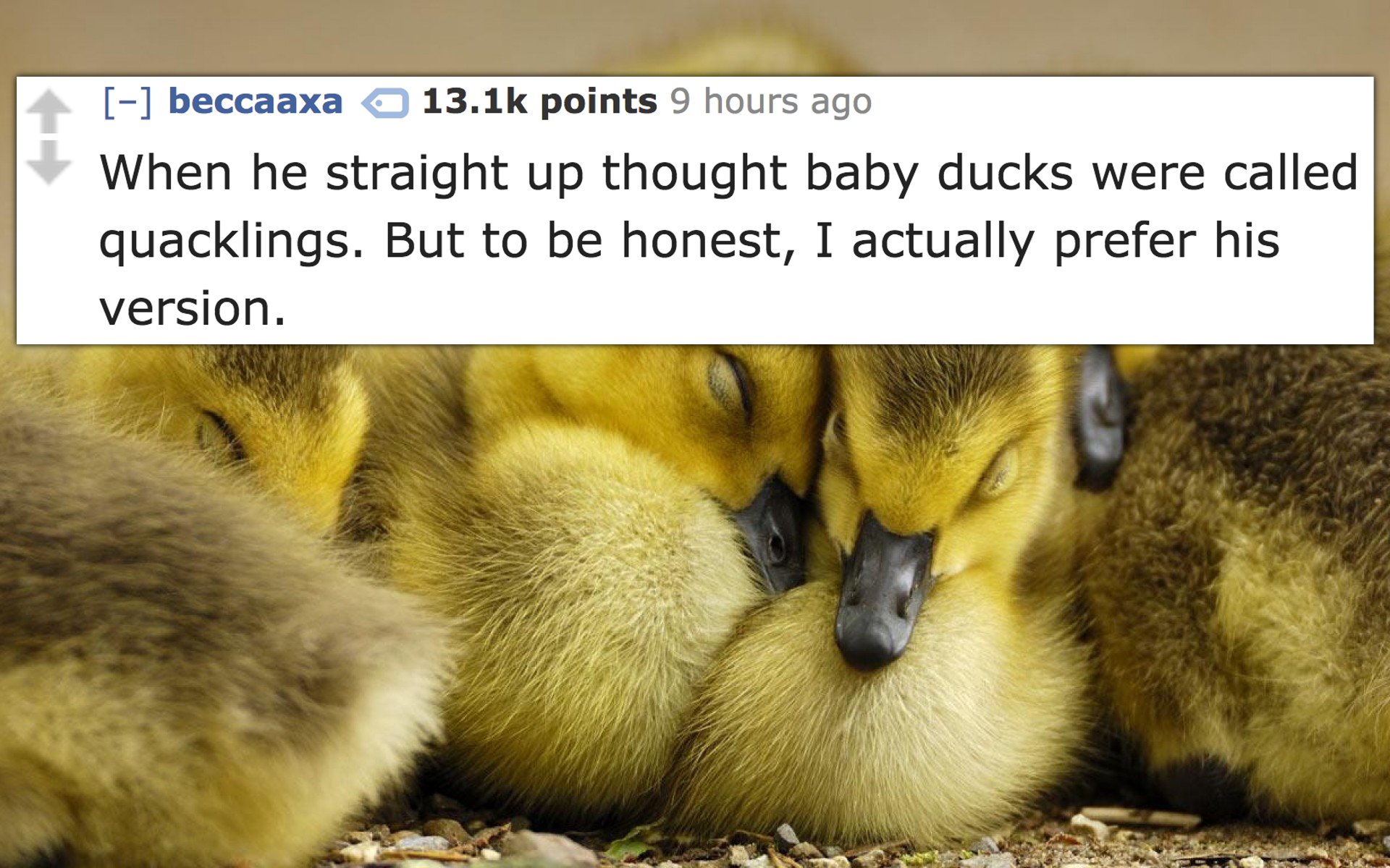 cute ducks - beccaaxa points 9 hours ago When he straight up thought baby ducks were called quacklings. But to be honest, I actually prefer his version.