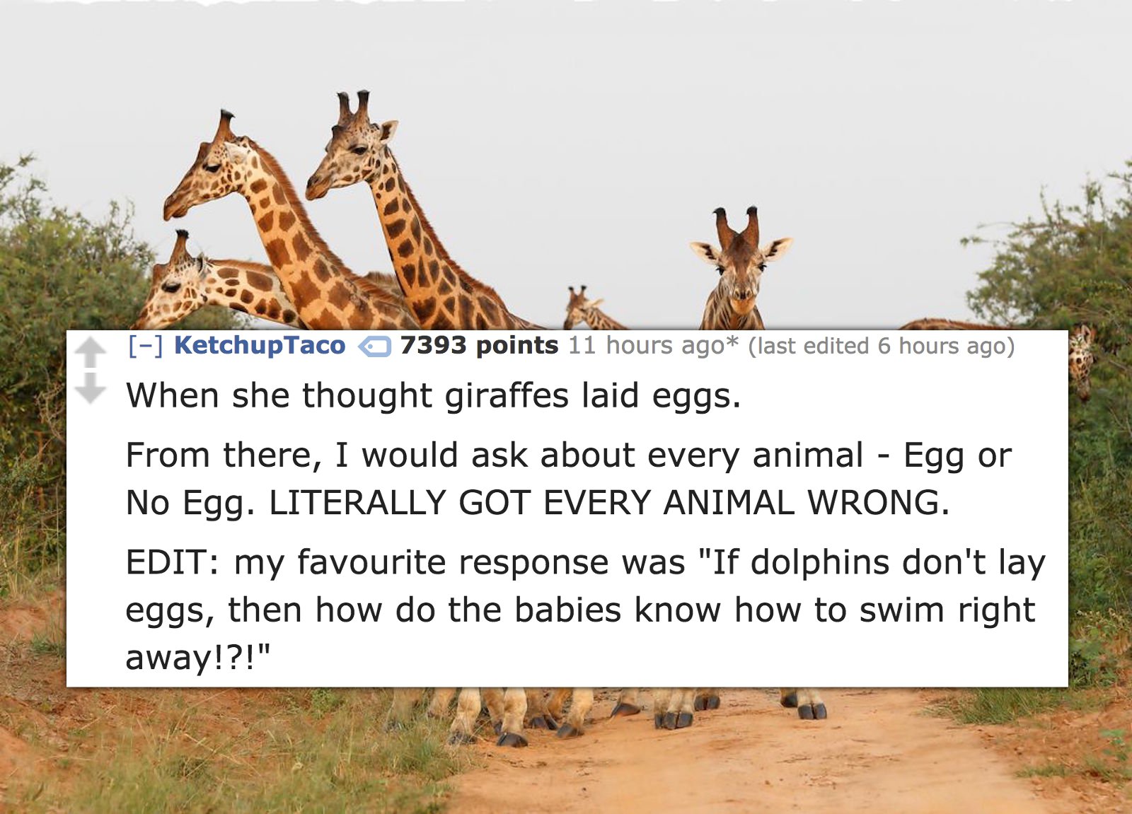 giraffe - KetchupTaco 7393 points 11 hours ago last edited 6 hours ago When she thought giraffes laid eggs. From there, I would ask about every animal Egg or No Egg. Literally Got Every Animal Wrong. Edit my favourite response was "If dolphins don't lay e