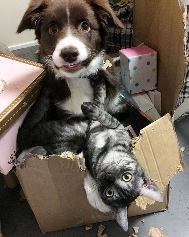 Dog and cat playing around in a box.