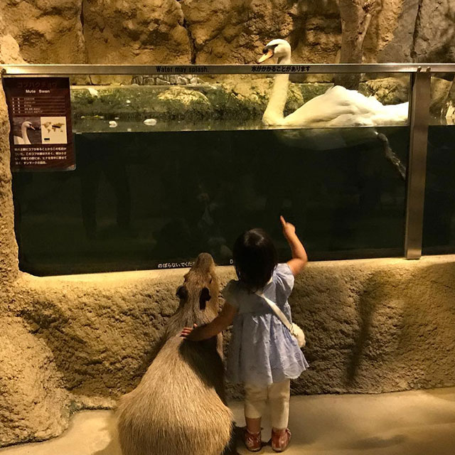 Girl showing a swan to another animal
