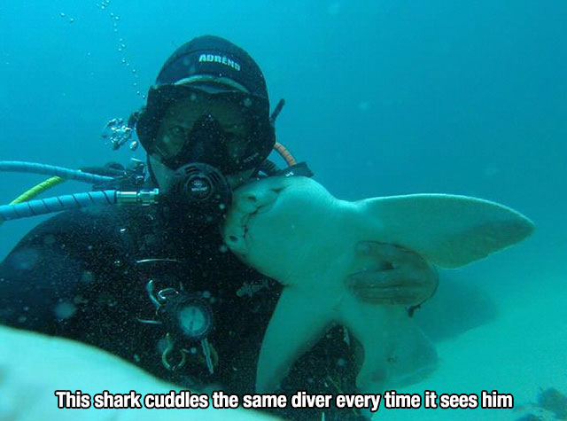 Shark that cuddles with a diver every time he sees him.