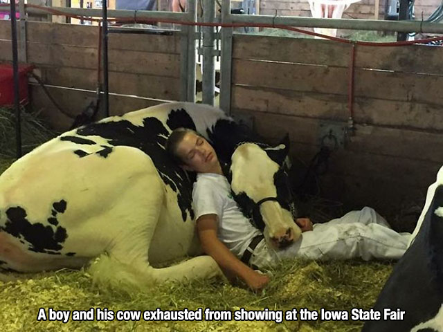 Kid and a cow passed out after a hard day at the state fair.