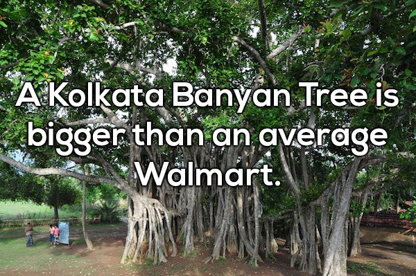 wtf facts - india banyan tree - A Kolkata Banyan Tree is bigger than an average Walmart.