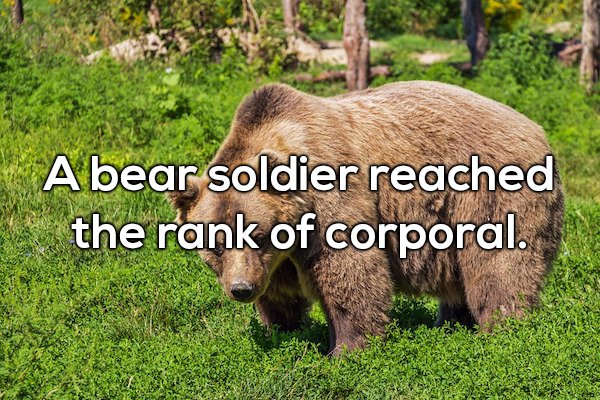 wtf facts - A bear soldier reached the rank of corporal.