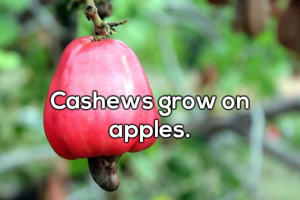 wtf facts - Cashews grow on apples.