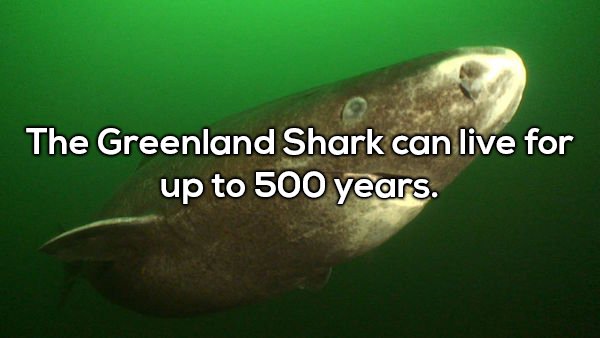 wtf facts - marine biology - The Greenland Shark can live for up to 500 years.