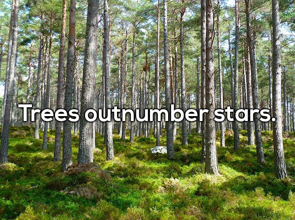wtf facts - trees outnumber stars