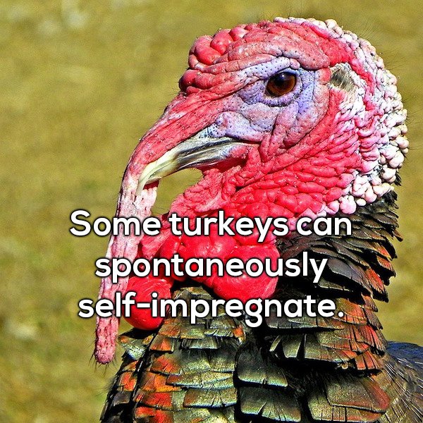 wtf facts - wild turkeys - Some turkeys can spontaneously selfimpregnate.