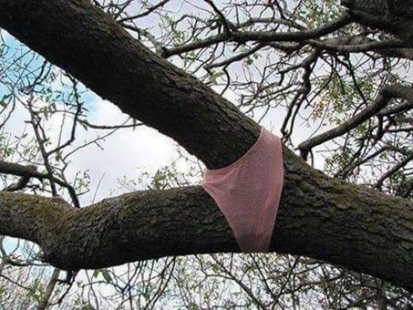 Underpants on a tree