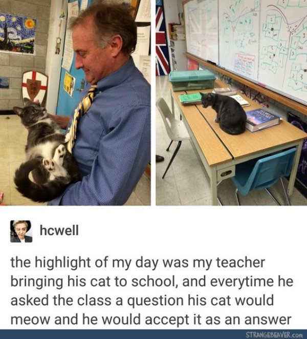 posts cute - hcwell the highlight of my day was my teacher bringing his cat to school, and everytime he asked the class a question his cat would meow and he would accept it as an answer Strangebeaver.Com