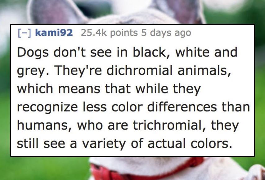 quotes - kami92 points 5 days ago Dogs don't see in black, white and grey. They're dichromial animals, which means that while they recognize less color differences than humans, who are trichromial, they still see a variety of actual colors.