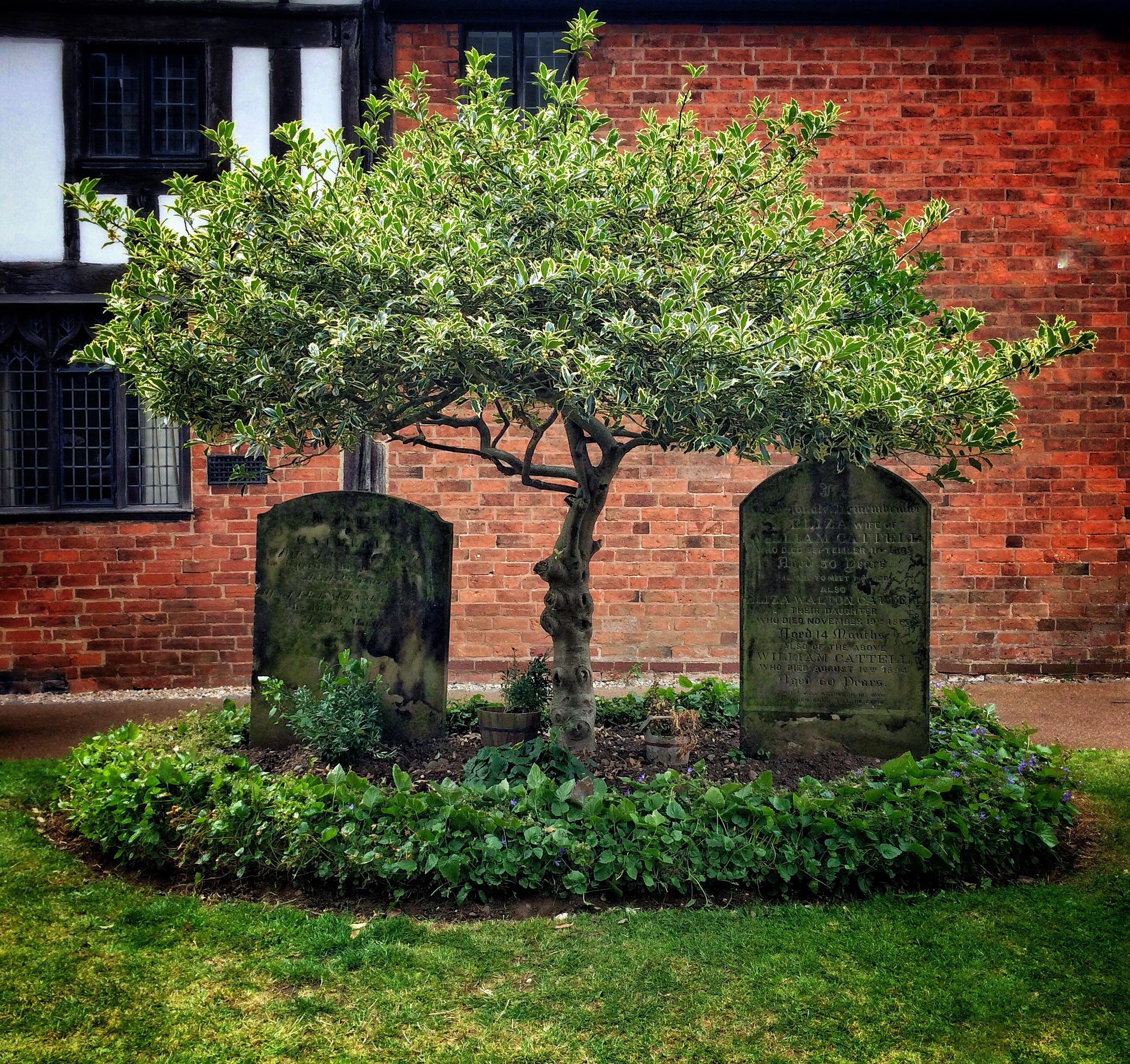 Graves of husband and wife giving life to a tree