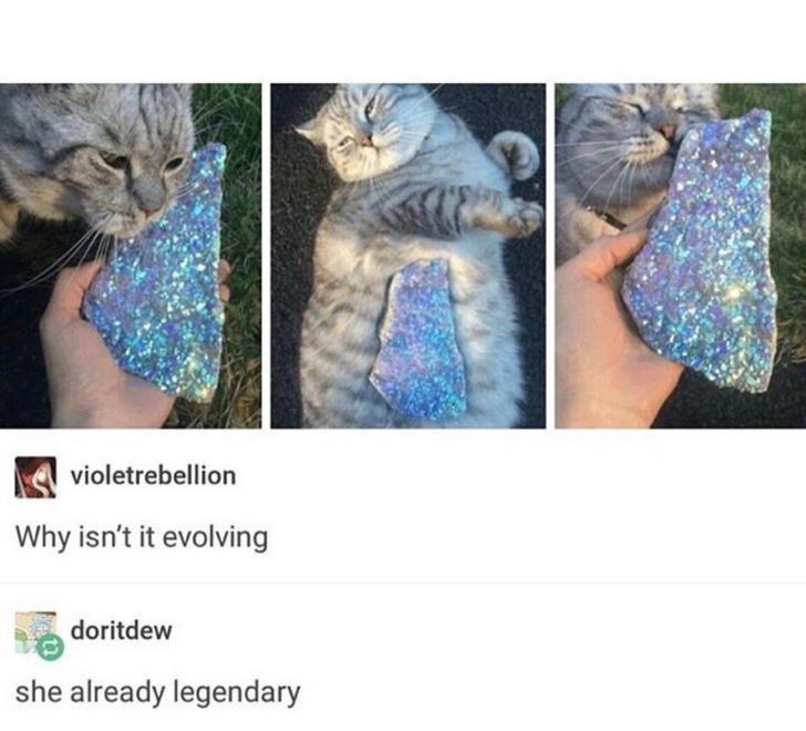 isn t it evolving cat - violetrebellion Why isn't it evolving doritdew she already legendary