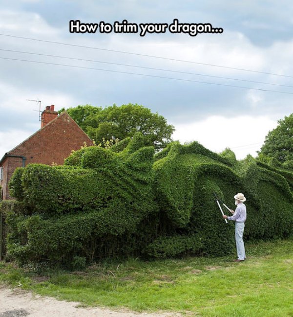 Funny meme of old man trimming the hedges to look like a dragon