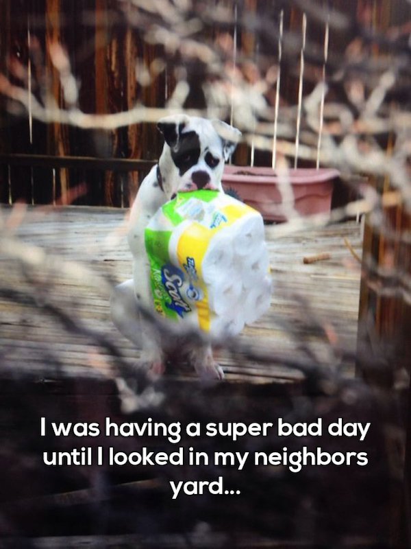 photo caption - I was having a super bad day until I looked in my neighbors yard...