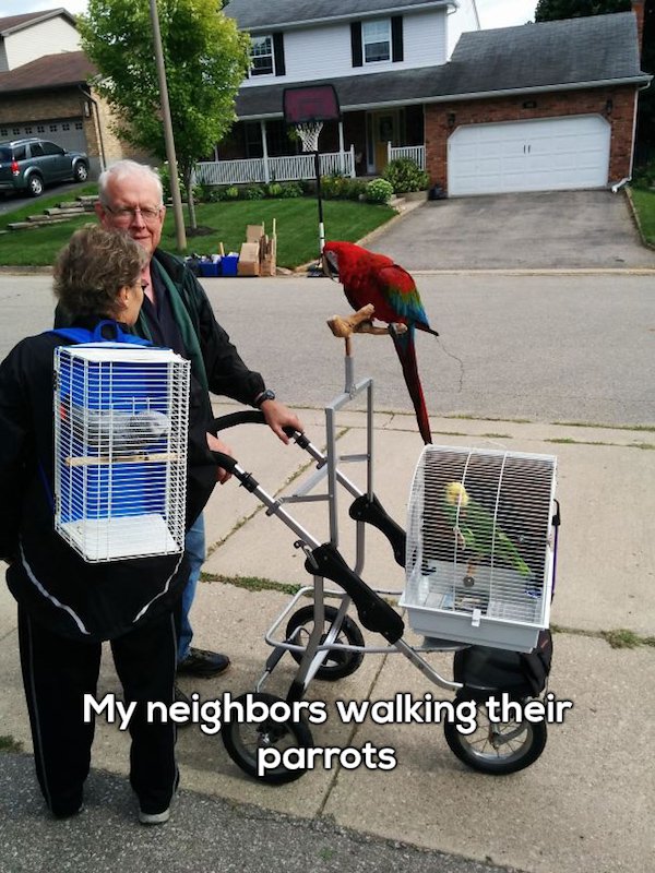 Bird - My neighbors walking their parrots RELAKS5158000 0912.55522285 2959222 L Lllllllllll Leal Uim Ww