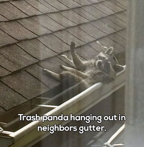 trash panda memes - Trash panda hanging out in neighbors gutter.