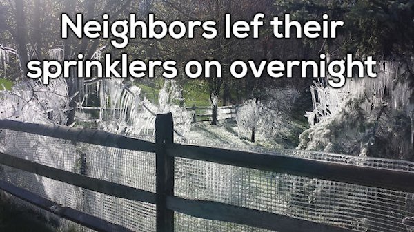 tree - Neighbors lef their sprinklers on overnight