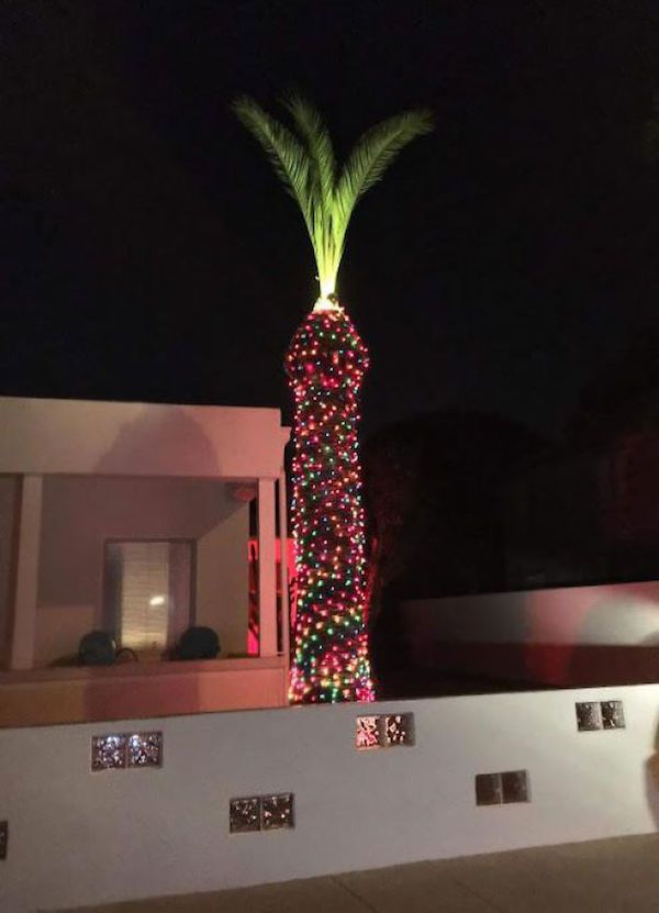 penis palm tree meme