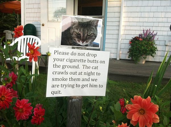 cat smoking sign - Please do not drop your cigarette butts on the ground. The cat crawls out at night to smoke them and we are trying to get him to quit.