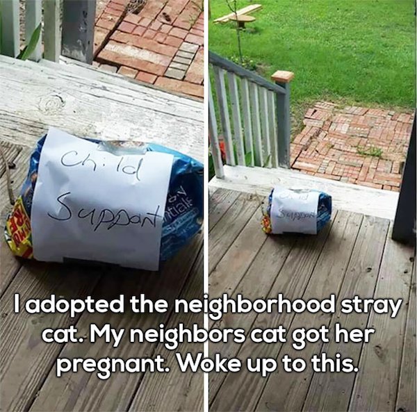 cat child support - Child Japparte Tadopted the neighborhood stray cat. My neighbors cat got her pregnant. Woke up to this.