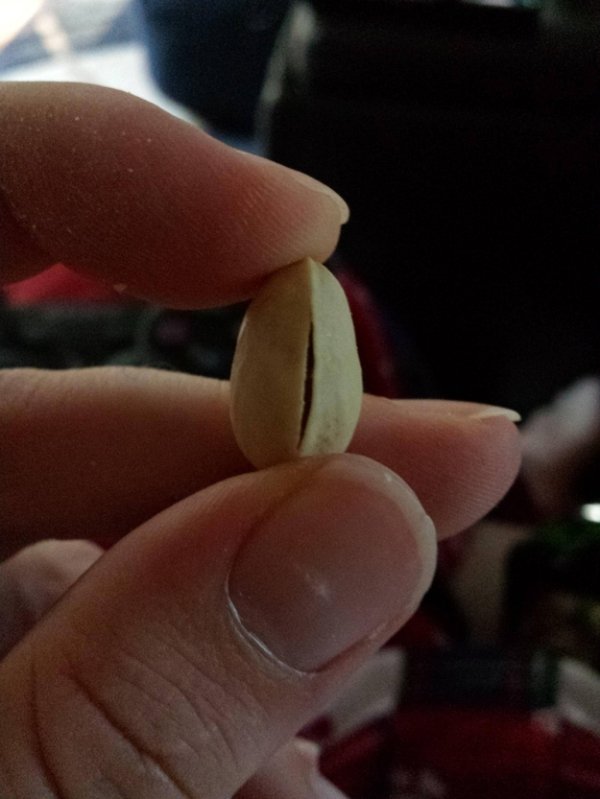 Little pistachio nut that has almost no place to stick your finger into it to pry it open.