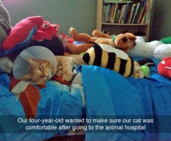 Cat comforted with stuffed animals after surgery.