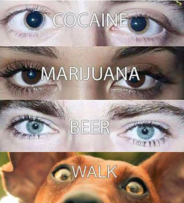 Eyes of various drugs such as cocaine, marijuana, beer and a dog wanting to go on a walk.