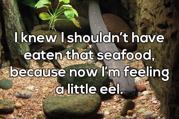 Dad joke about feeling a little eel from eating that seafood